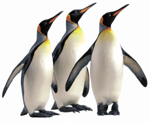 3 pingouins