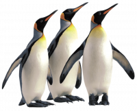 pingouins Cellulose Igloo France